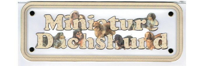 Dachshund Mini - long hair